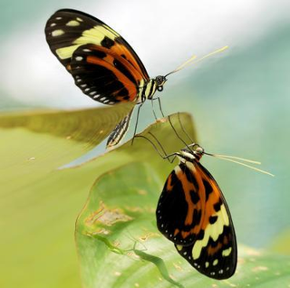 Illustration for article titled These butterflies are "the Transformers of the insect world" — and the answer to an evolutionary mystery